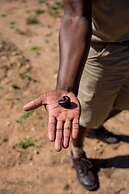 Thornybush Game Lodge