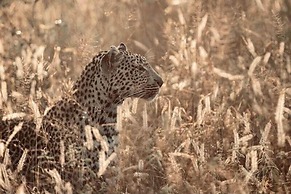Thornybush Game Lodge
