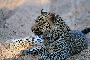 Thornybush Game Lodge