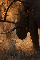 Thornybush Game Lodge