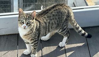 Villa Sphendone Suites