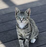 Villa Sphendone Suites