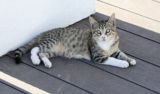 Villa Sphendone Suites