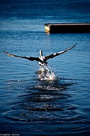 The Waterfront Wynyard