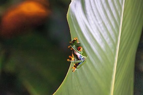 Pachira Lodge