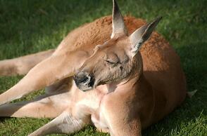 Noosa North Shore Retreat