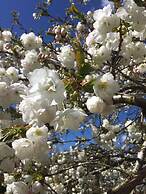 Chatton Park House B&B