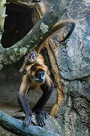 The Springs Resort and Spa at Arenal