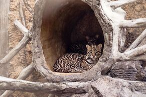 The Springs Resort and Spa at Arenal