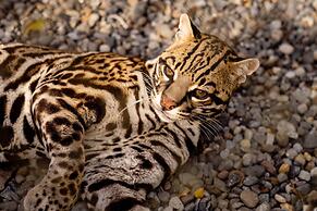 The Springs Resort and Spa at Arenal