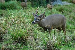 The Springs Resort and Spa at Arenal