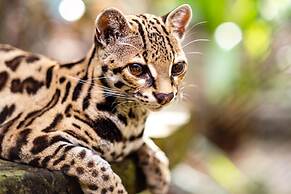 The Springs Resort and Spa at Arenal