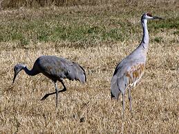 Candlewood Suites Craig-Northwest by IHG