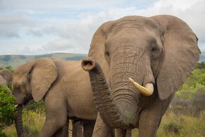 Pumba Private Game Reserve