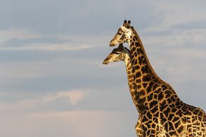 Pumba Private Game Reserve