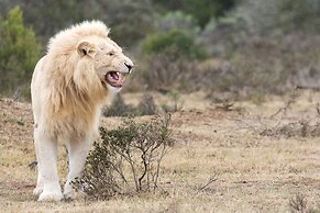 Pumba Private Game Reserve