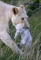 Pumba Private Game Reserve