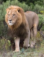 Pumba Private Game Reserve