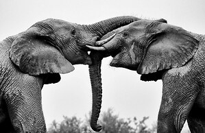 Shamwari Long Lee Manor