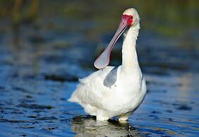 Shamwari Long Lee Manor