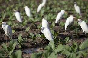 Hyatt Regency Amritsar Hotel & Spa