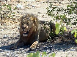 Etosha Safari Lodge
