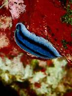 Hideaway Island Resort