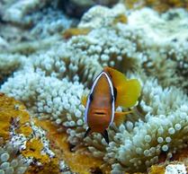 Hideaway Island Resort