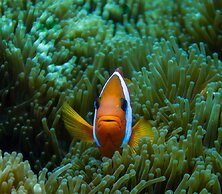 Hideaway Island Resort