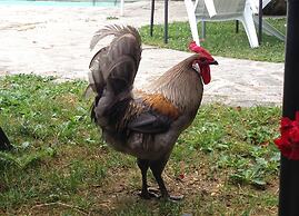 Residenza d'epoca il Biribino