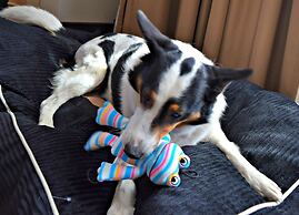 Waldorf Astoria Park City