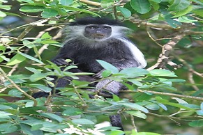 Pinewood Beach Resort and Spa