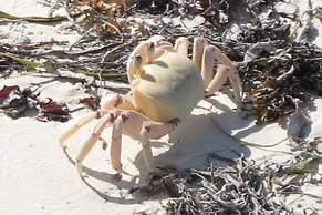 Pinewood Beach Resort and Spa