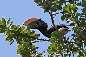 Pinewood Beach Resort and Spa