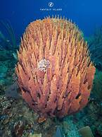 Fantasy Island Beach Resort, Dive and Marina All Inclusive