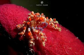 Fantasy Island Beach Resort, Dive and Marina All Inclusive