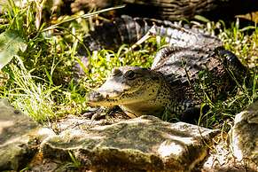 Hotel Villa Mercedes Palenque
