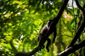 Hotel Villa Mercedes Palenque