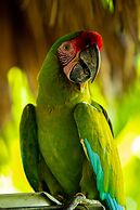 Hotel Villa Mercedes Palenque