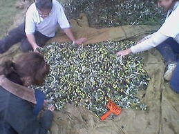 Agriturismo Le Macine