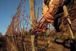 Fattoria di Corsignano