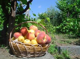 Il Vigneto - Bed & Breakfast