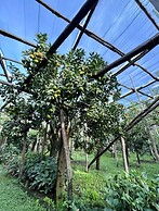 Relais Correale Rooms & Garden