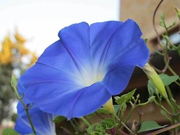 Agriturismo Il Colombaiolo