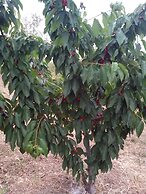 Agriturismo Al Poggetto