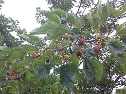 Agriturismo Al Poggetto