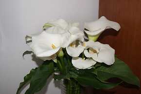 Il Grillo di Firenze