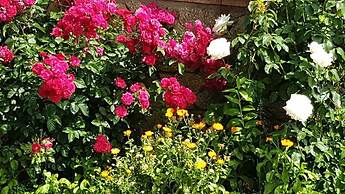 Solar dos Marcos Rural Accommodation