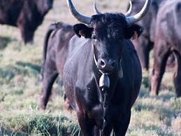 Le Cheval Blanc