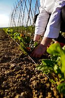 Cortona Resort - Le Terre Dei Cavalieri